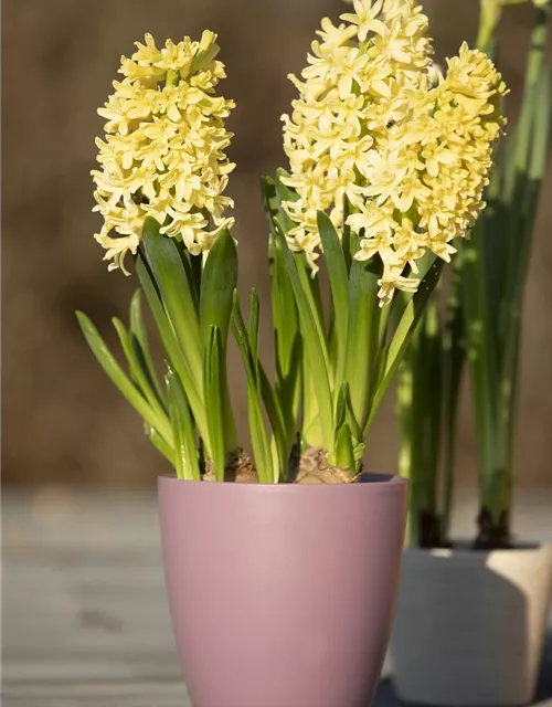 10 Blumenzwiebel - Hyazinthe 'Gipsy Princess'