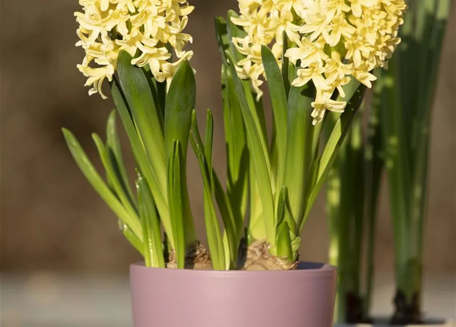 10 Blumenzwiebel - Hyazinthe 'Gipsy Princess'