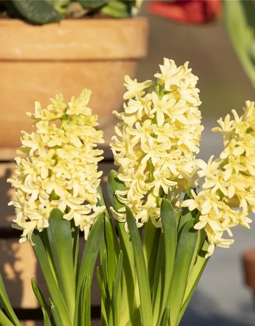 10 Blumenzwiebel - Hyazinthe 'Gipsy Princess'