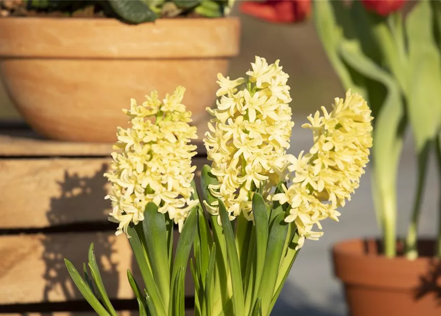 10 Blumenzwiebel - Hyazinthe 'Gipsy Princess'