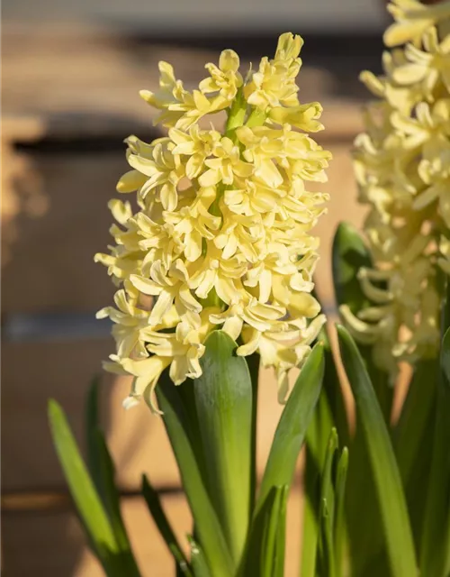 10 Blumenzwiebel - Hyazinthe 'Gipsy Princess'