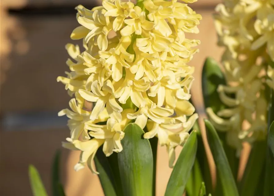 10 Blumenzwiebel - Hyazinthe 'Gipsy Princess'