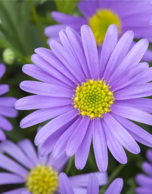 Brachyscome, blau