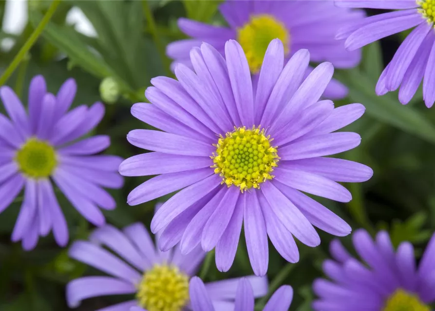 Brachyscome, blau