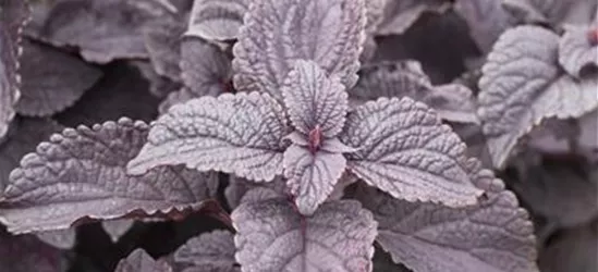 Buntnessel 'Black Prince'