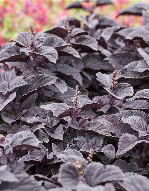 Buntnessel 'Black Prince'