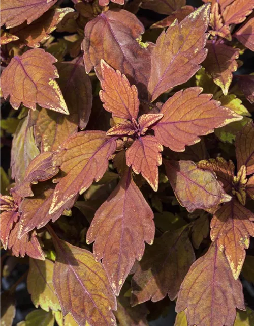 Buntnessel 'Black Prince'