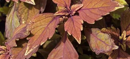 Buntnessel 'LANCELOT Cocoa Mint'