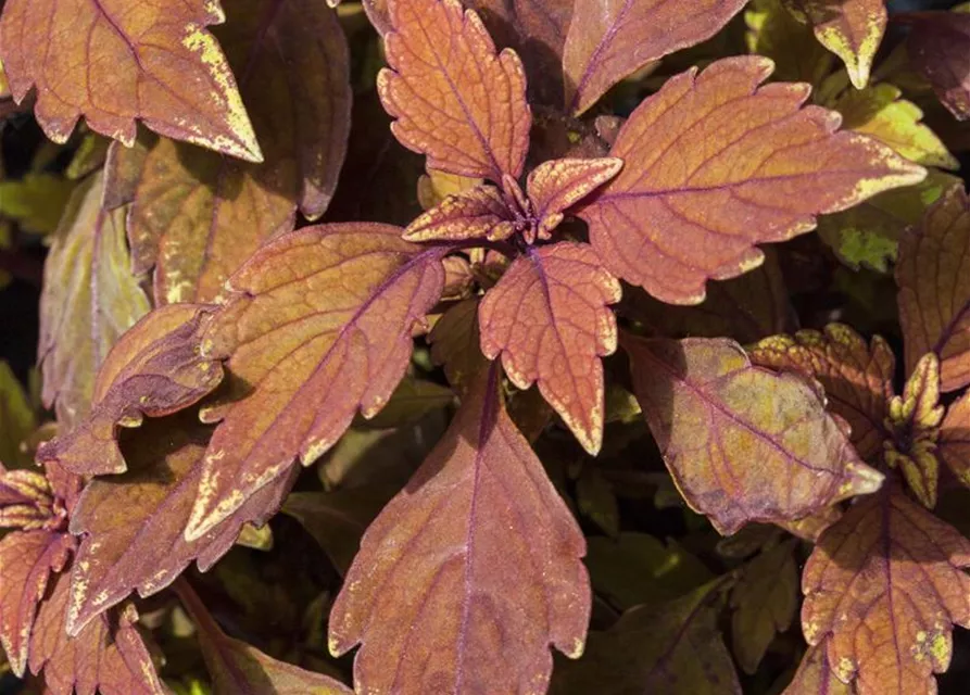 Buntnessel 'Black Prince'