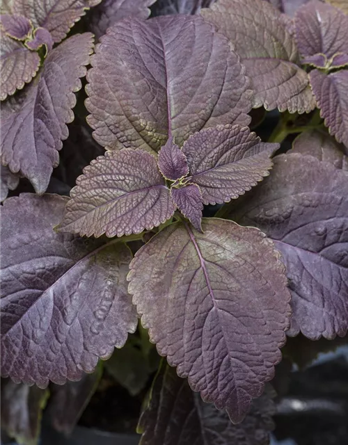 Buntnessel 'Black Prince'