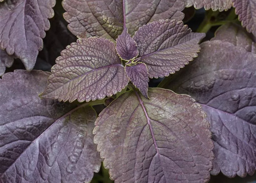 Buntnessel 'Black Prince'