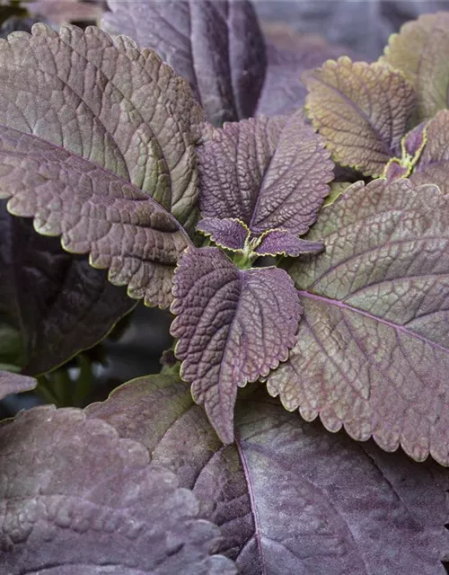 Buntnessel 'Black Prince'