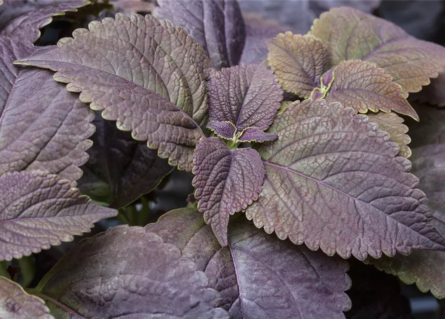 Buntnessel 'Black Prince'