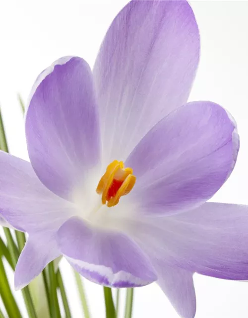 10 Blumenzwiebel - Safran-Krokus