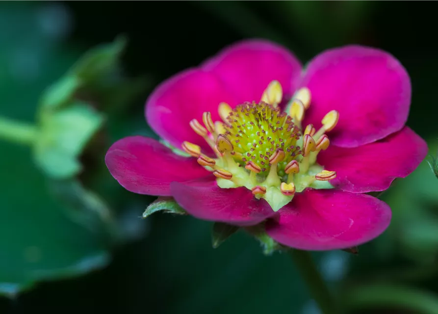 Erdbeere 'Fragoo® Toscana'