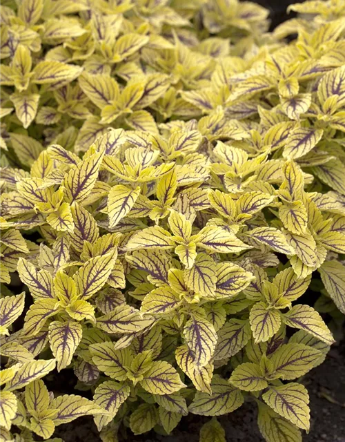 Buntnessel 'Caipiriñha'