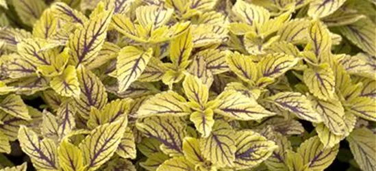 Buntnessel 'Caipiriñha'