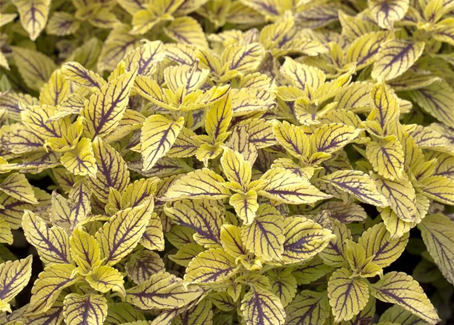 Buntnessel 'Caipiriñha'