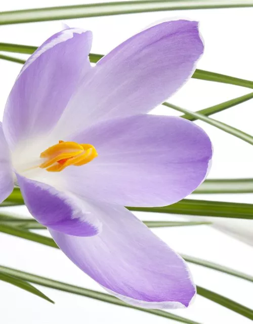 10 Blumenzwiebel - Safran-Krokus