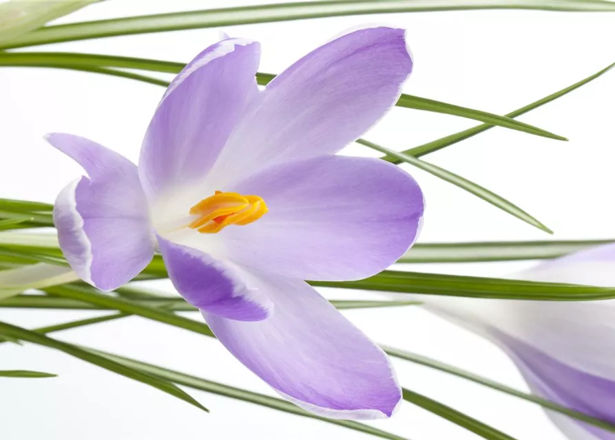 10 Blumenzwiebel - Safran-Krokus