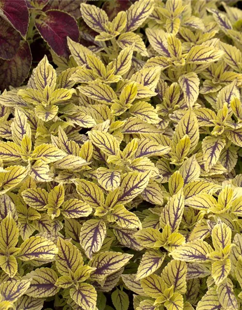 Buntnessel 'Caipiriñha'