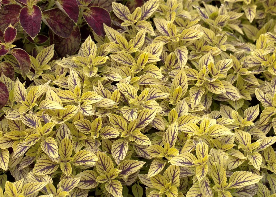 Buntnessel 'Caipiriñha'