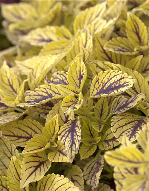 Buntnessel 'Caipiriñha'