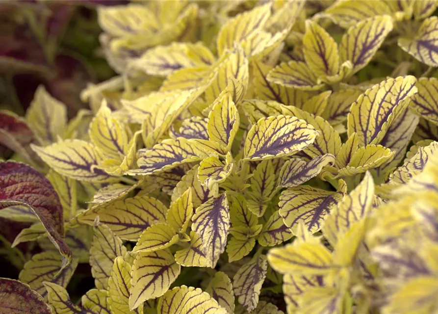 Buntnessel 'Caipiriñha'