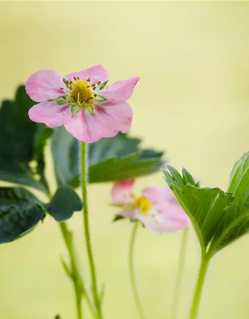 Erdbeere 'Rosana'