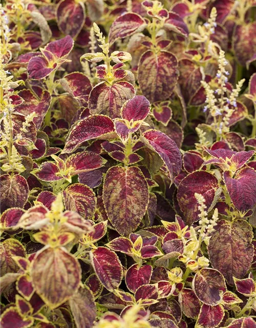 Buntnessel 'Dipt in Wine'