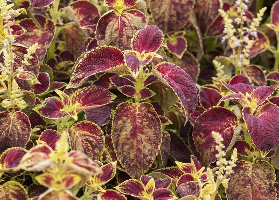 Buntnessel 'Dipt in Wine'