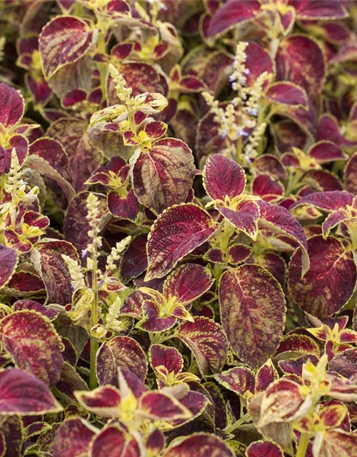 Buntnessel 'Dipt in Wine'