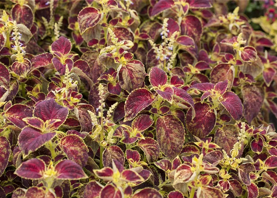 Buntnessel 'Dipt in Wine'