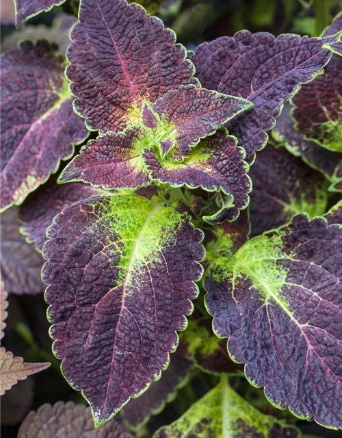 Buntnessel 'Dipt in Wine'