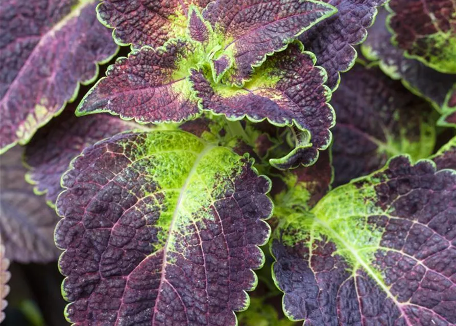 Buntnessel 'Dipt in Wine'