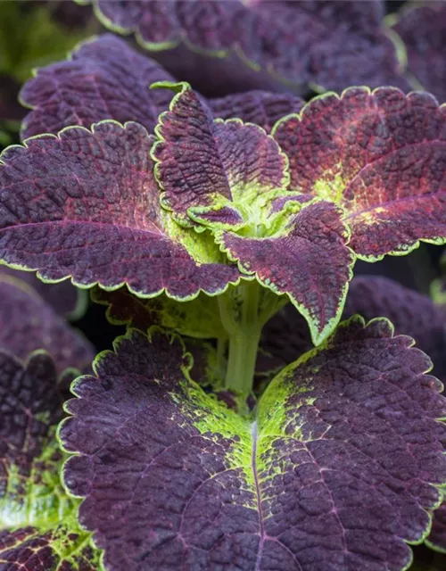 Buntnessel 'Dipt in Wine'