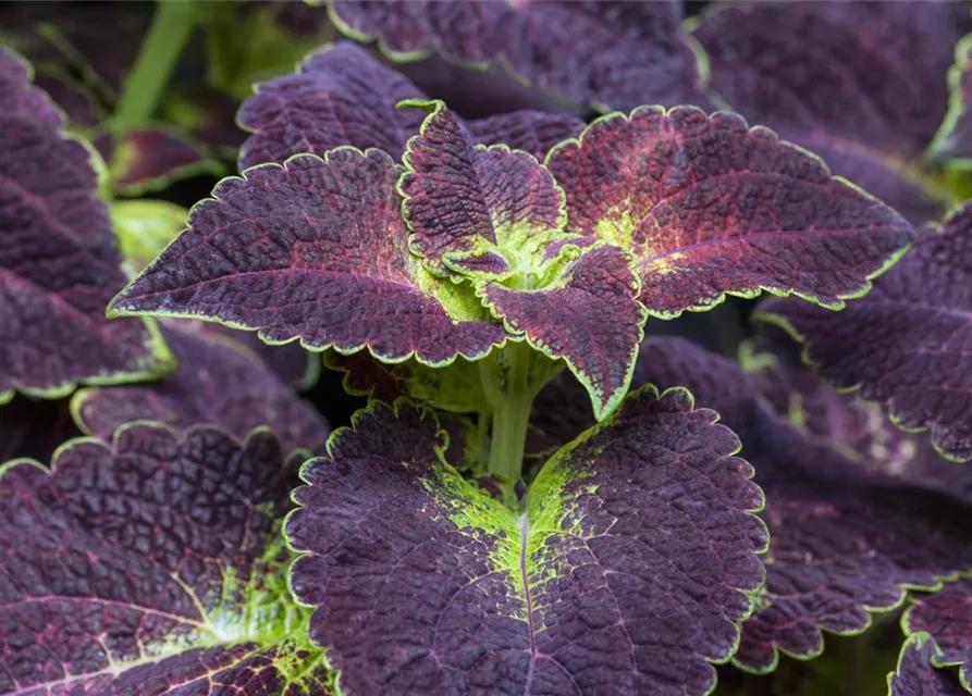 Buntnessel 'Dipt in Wine'