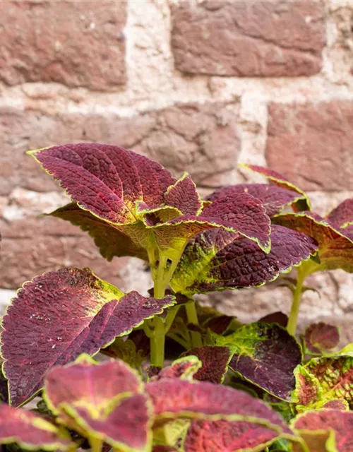 Buntnessel 'Dipt in Wine'