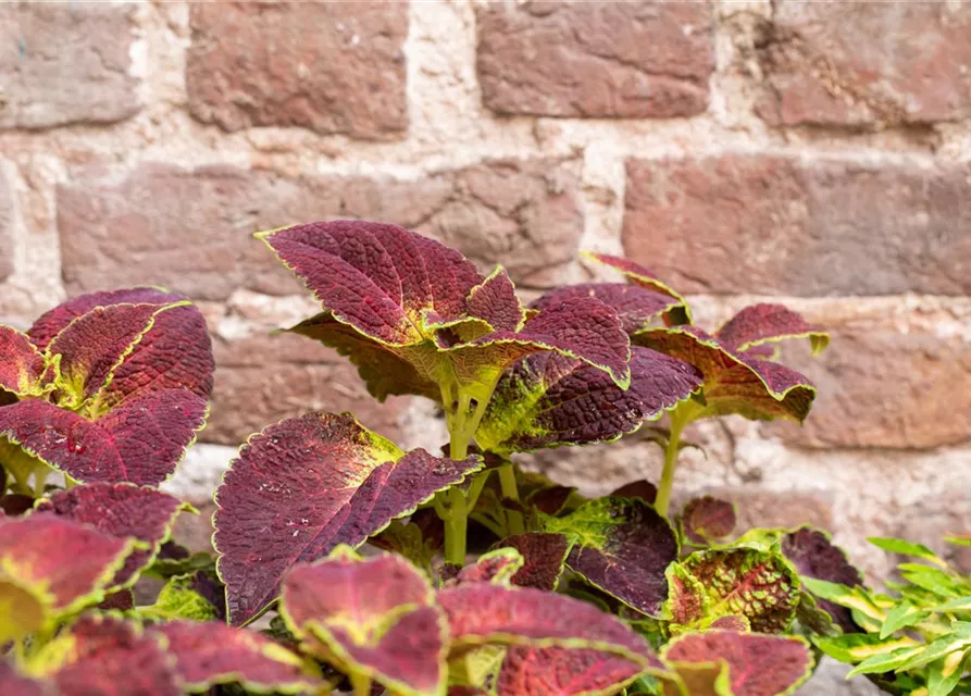 Buntnessel 'Dipt in Wine'