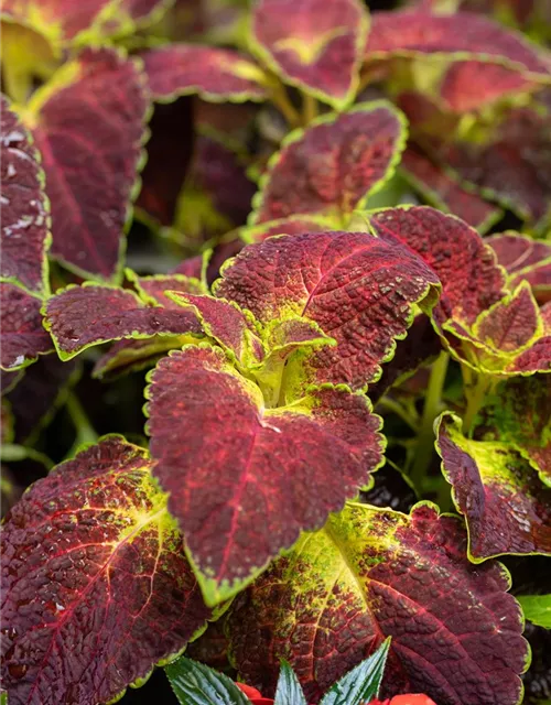 Buntnessel 'Dipt in Wine'