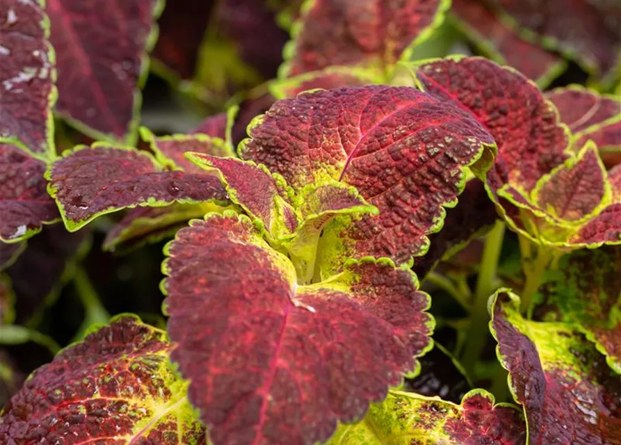 Buntnessel 'Dipt in Wine'