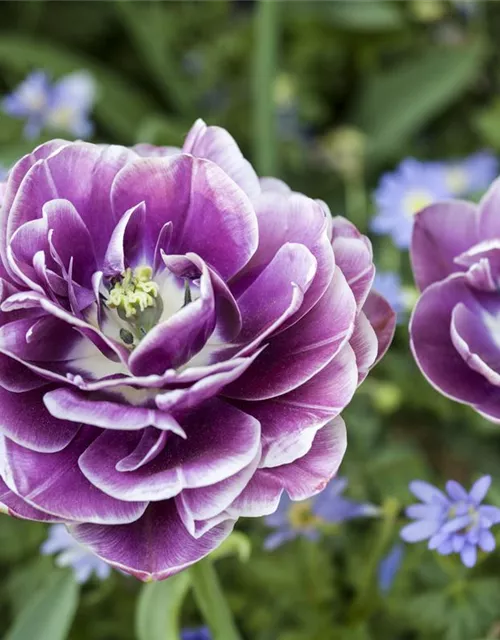 10 Blumenzwiebel - Tulpe 'Blue Diamond'