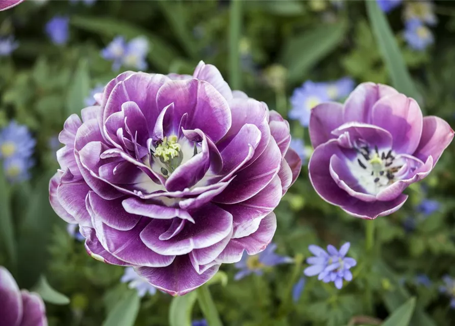 10 Blumenzwiebel - Tulpe 'Blue Diamond'