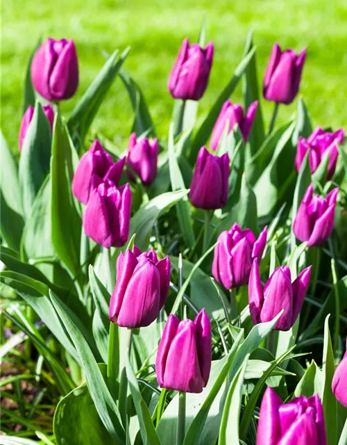 10 Blumenzwiebel - Tulpe 'Purple Prince'