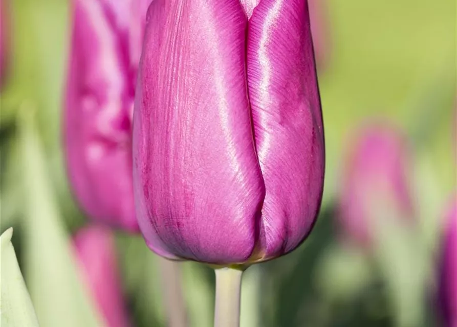 10 Blumenzwiebel - Tulpe 'Purple Prince'