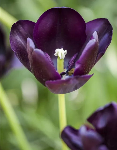 10 Blumenzwiebel - Tulpe 'Queen of Night'