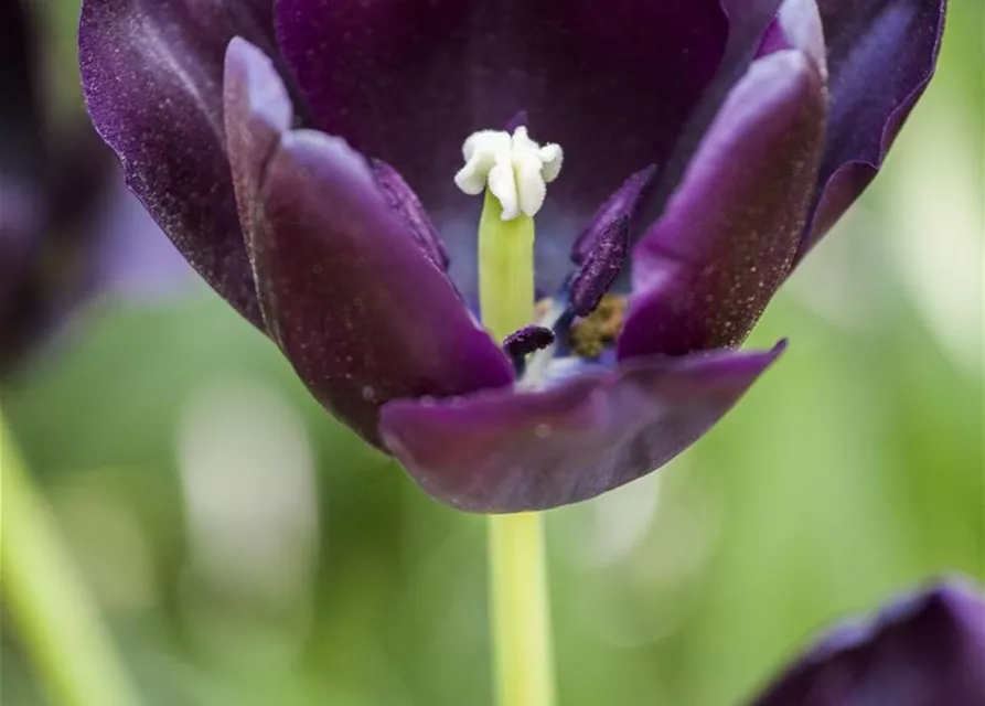 10 Blumenzwiebel - Tulpe 'Queen of Night'