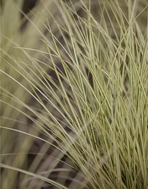 Carex oshimensis 'Evergold'