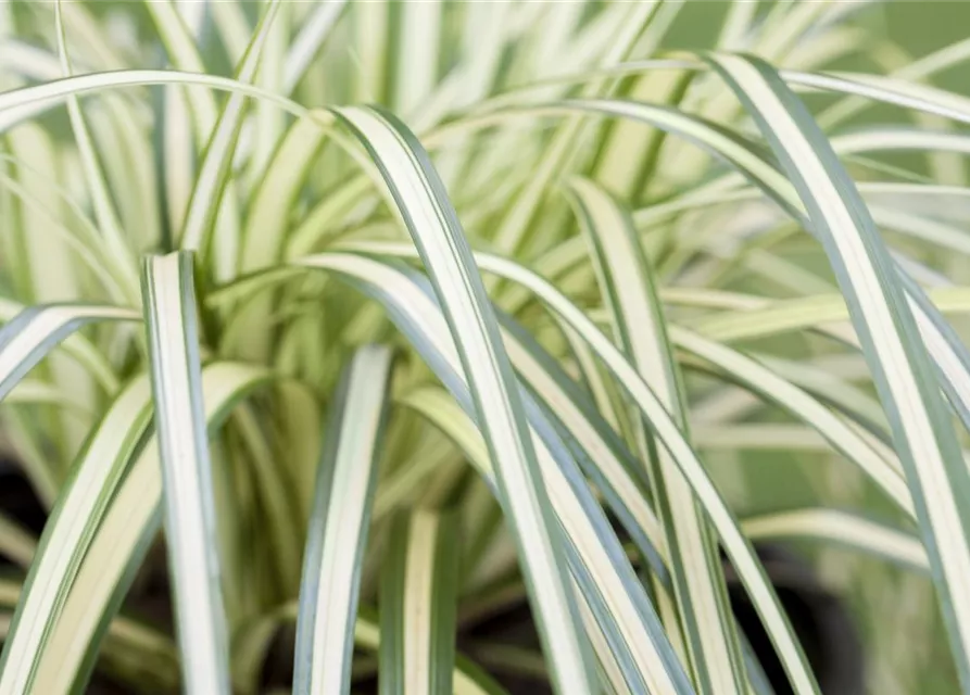 Carex oshimensis 'Evergold'