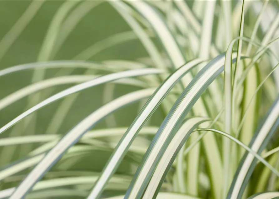 Carex oshimensis 'Evergold'